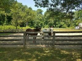 cheval blanc et marron et clôture en bois photo