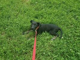 Chien chiot noir avec une laisse rose dans l'herbe photo