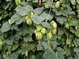 plante de houblon ou vigne avec feuilles vertes et cônes photo