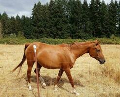 cheval brun dans un champ avec de l'herbe brune et une clôture photo