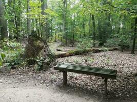 banc en bois dans la forêt avec un arbre tombé photo
