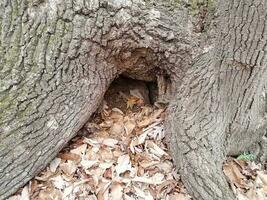 creux à la base de l'arbre avec des feuilles brunes tombées photo