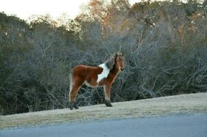 cheval brun et blanc sur le bord de la route photo