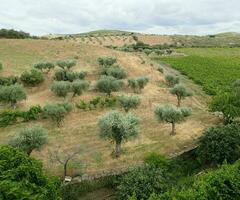 collines avec des plantes et des herbes et des arbres photo