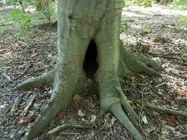 trou creux sombre à la base d'un arbre photo