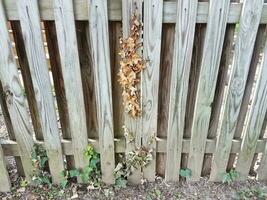clôture en bois avec du lierre mort et vivant dessus photo