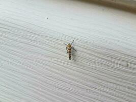 insecte rouge et blanc sur le parement de la maison blanche photo