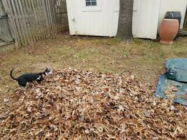 chien noir jouant dans des feuilles brunes tombées et une bâche bleue photo