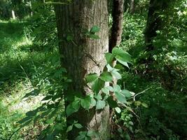 ivy viticulture sur tronc d'arbre photo