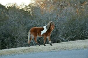 cheval brun et blanc sur le bord de la route photo