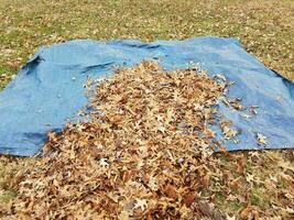 bâche bleue et feuilles brunes tombées en automne ou en hiver photo