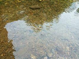 insectes noirs flottant sur l'eau photo