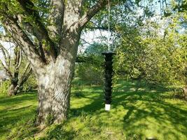 Mangeoire à oiseaux noire suspendue à un arbre avec de l'herbe verte photo