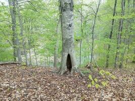 trou dans le tronc d'un arbre avec des feuilles mortes dans la forêt photo