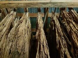 suspendre des feuilles de tabac séchées et une poutre en bois photo