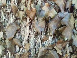 lierre mort brun sur un arbre photo