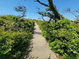 chemin ou sentier avec plantes vertes et arbres et ciel bleu photo