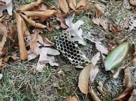 Nid d'abeille ou ruche sur sol avec feuilles photo