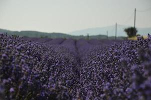 lavandes du sud de la france photo