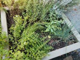 jardin d'herbes aromatiques avec ciboulette et plantes d'origan photo