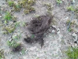 couper les cheveux bruns sur la saleté ou le sol à l'extérieur photo