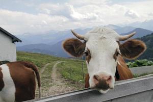 vaches à un alpage avec la chaîne de montagnes des alpes européennes en arrière-plan photo