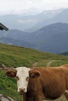 vaches à un alpage avec la chaîne de montagnes des alpes européennes en arrière-plan photo