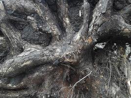 racines d'arbres tombés dans la forêt, parc national du mont Rainier photo