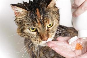 chat mouillé dans le bain photo