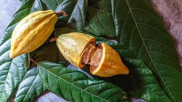 cacao biologique fruit du cacaoyer sur fond gris photo