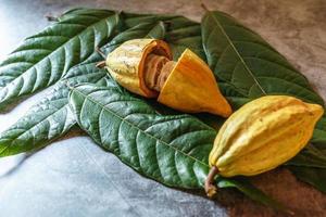 cacao biologique fruit du cacaoyer sur fond gris photo