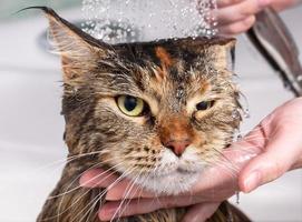 chat mouillé dans le bain photo