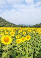 le champ de tournesol photo