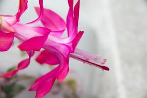 gros plan d'une belle fleur rose de cactus. fond blanc photo