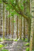 vue panoramique naturelle avec sentier plantes vertes arbres forêt allemagne. photo