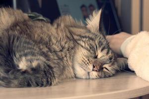 chat dort sur la table photo