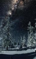 vue majestueuse sur la forêt avec sapins et cosmos avec de nombreuses étoiles photo