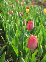 champ de tulipes avec des tulipes multicolores