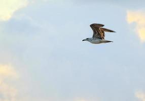 petite mouette volant à la plage photo