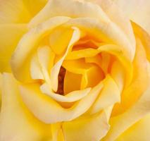 gros plan d'une rose jaune photo