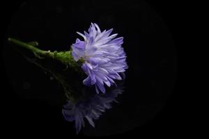 fleur sur miroir noir photo