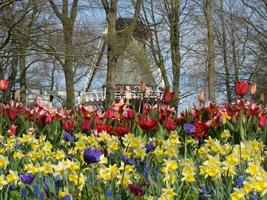 tulipes aux Pays-Bas photo