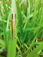 une sauterelle qui mange une feuille de riz photo