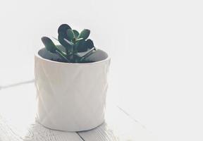 plante succulente. belle fleur sur fond blanc avec des ombres. photo