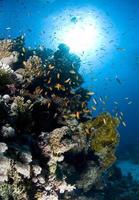 récif corallien, sous l'eau, corail, poisson, monde marin