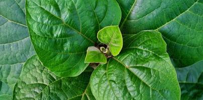 de belles feuilles vertes naturelles de plantes sauvages ou d'herbe poussent pendant la saison estivale. conception de fond vert naturel. feuilles vertes. photo