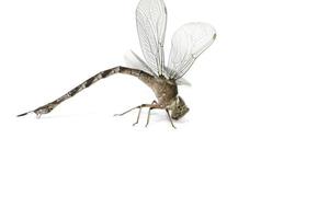 libellule- sont des insectes ailés qui volent et trouvent de la nourriture. c'est un petit insecte de diverses couleurs et espèces sur fond blanc. photo