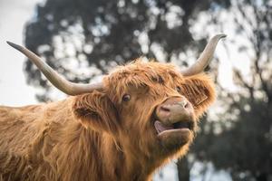 la vache highland dans la ferme de l'île de churchill à phillip island, état de victoria en australie. photo