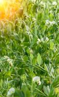 faire pousser des pois dans le jardin de campagne. un buisson avec des pois verts. gousses de pois verts. photo