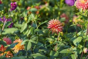 parterre de fleurs avec des dahlias dans le jardin photo